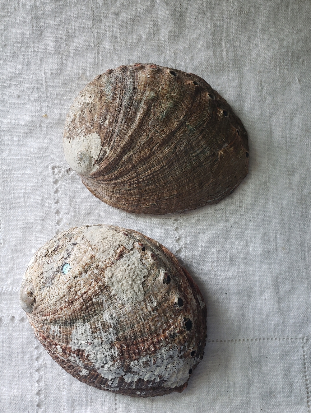 2 Abalone Shells - Picture 5 of 7